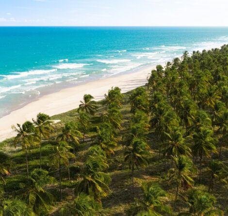 Praia com faixa de areia branca entre o mar azul e vasta plantação de coqueiros