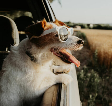 cachorro em janela de carro em viagem de férias para resort pet friendly