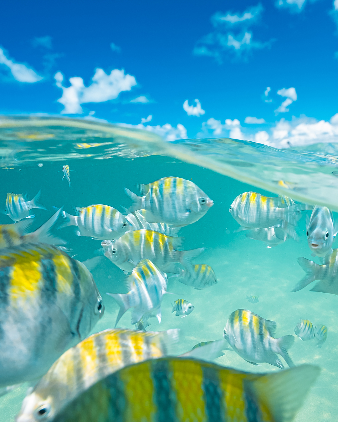 Foto meio subaquática, mostrando um cardume de peixes listrados em primeiro plano, nadando em águas azul-turquesa extremamente claras. A superfície reflete o céu azul com nuvens brancas.