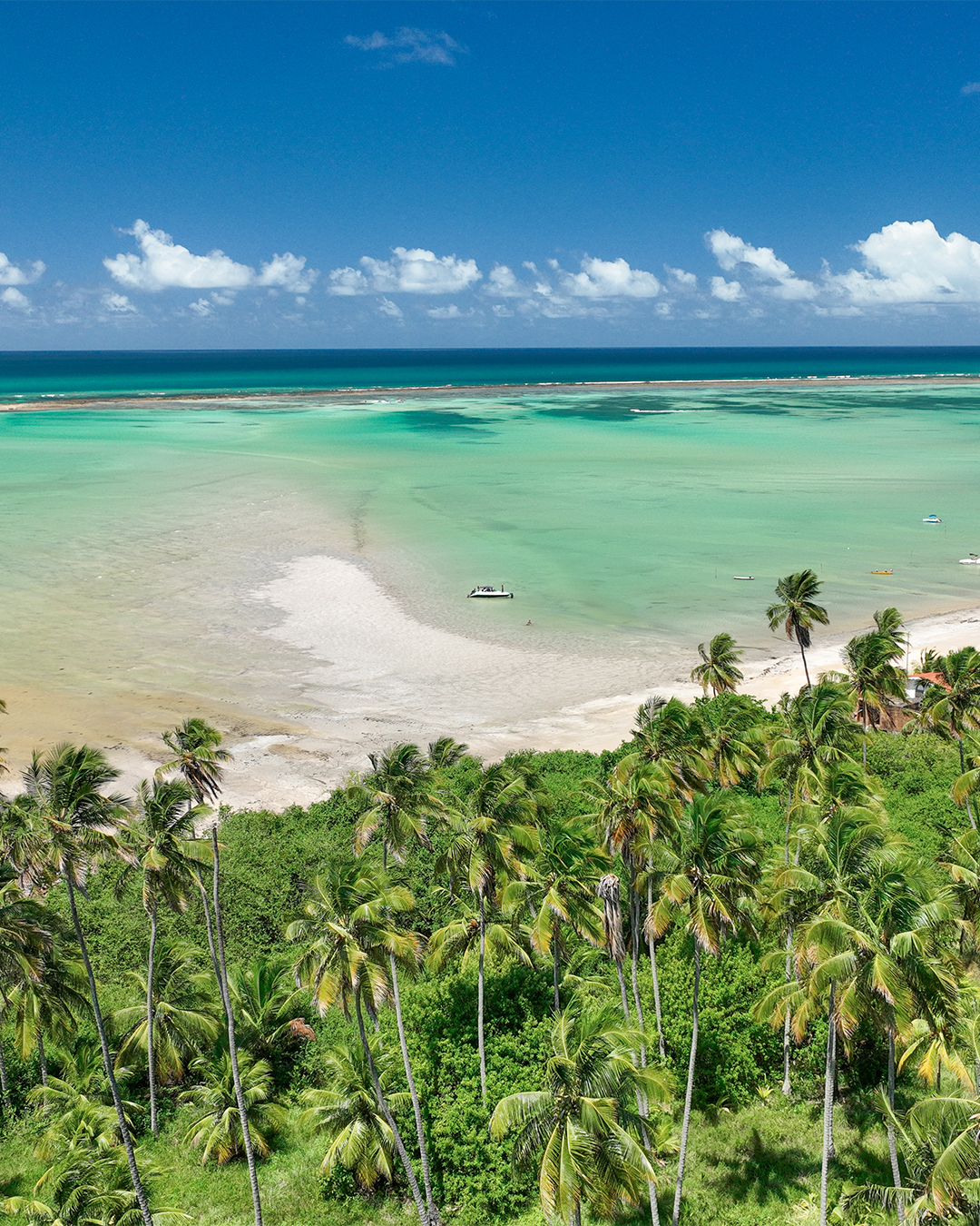 Vista aérea de uma praia de Ponta de Mangue, com a costa repleta de coqueiros e vegetação verde. O mar apresenta uma tonalidade azul-turquesa vibrante e calma, com algumas pequenas embarcações à distância sob um céu azul claro.